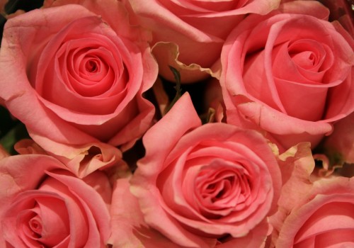 Rozen